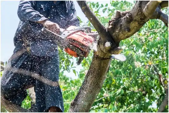 tree services Bakerstown